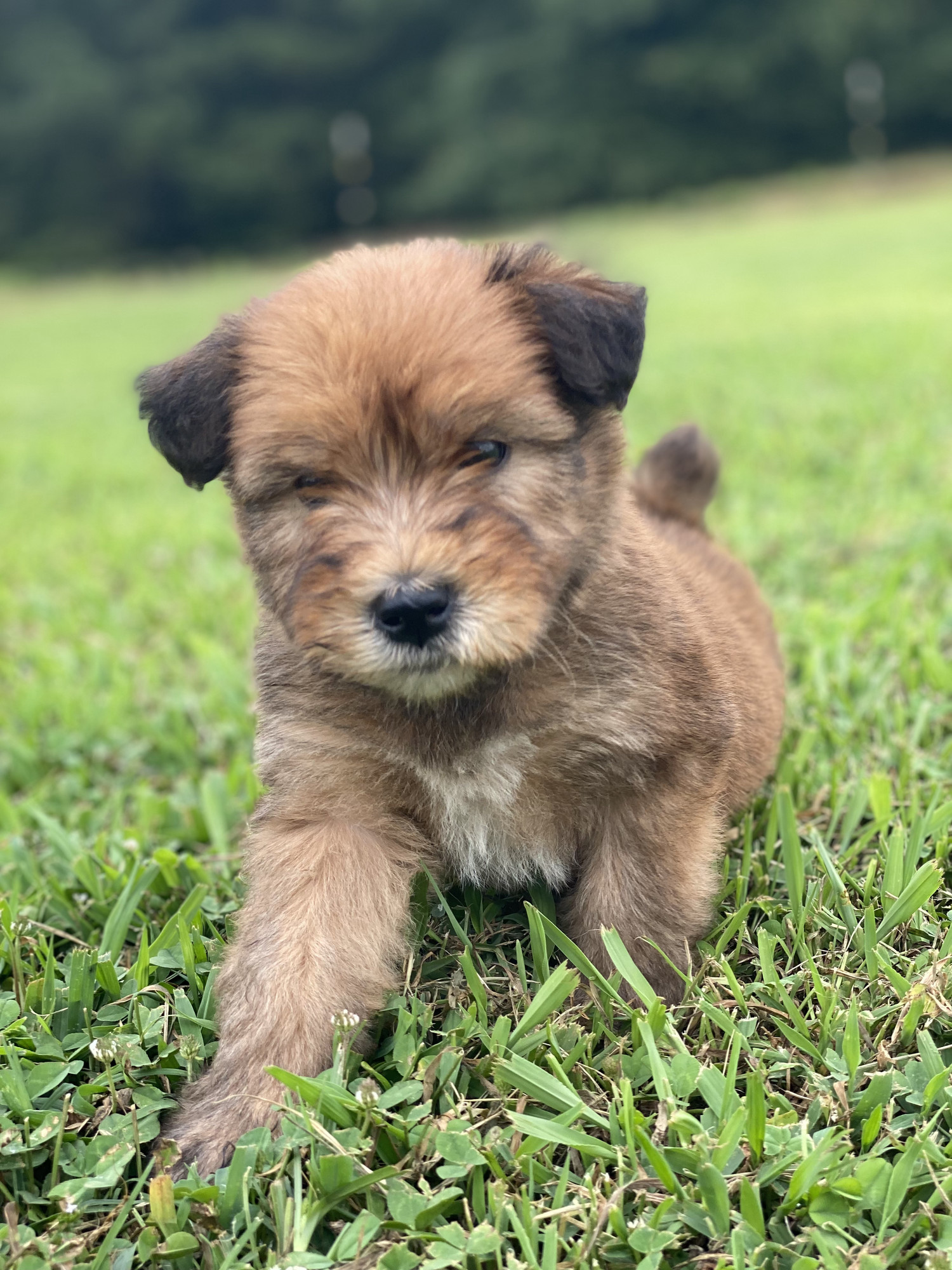 A HoneyTree Wheaten puppy sitting in the green grass