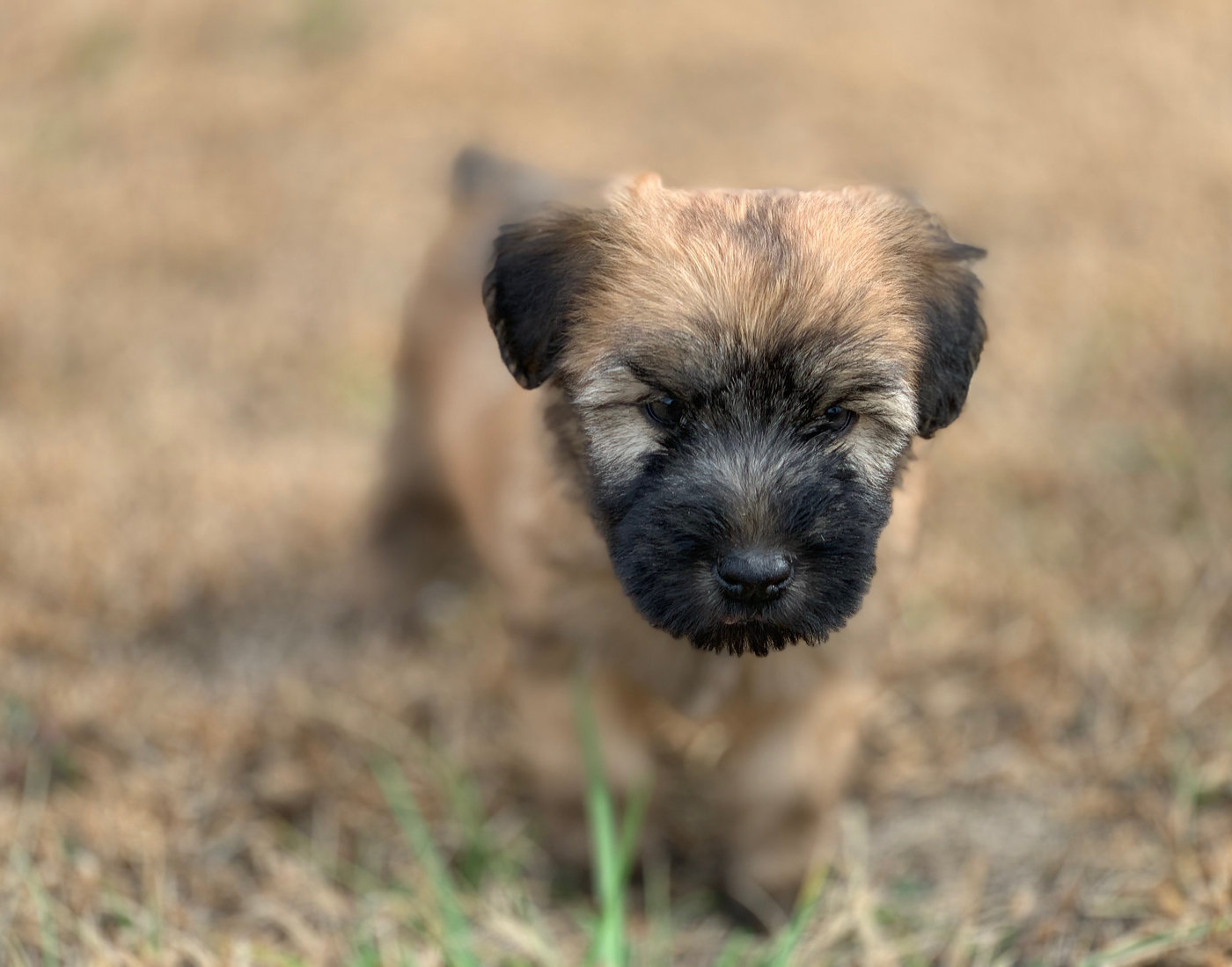 A HoneyTree puppy outdoors
