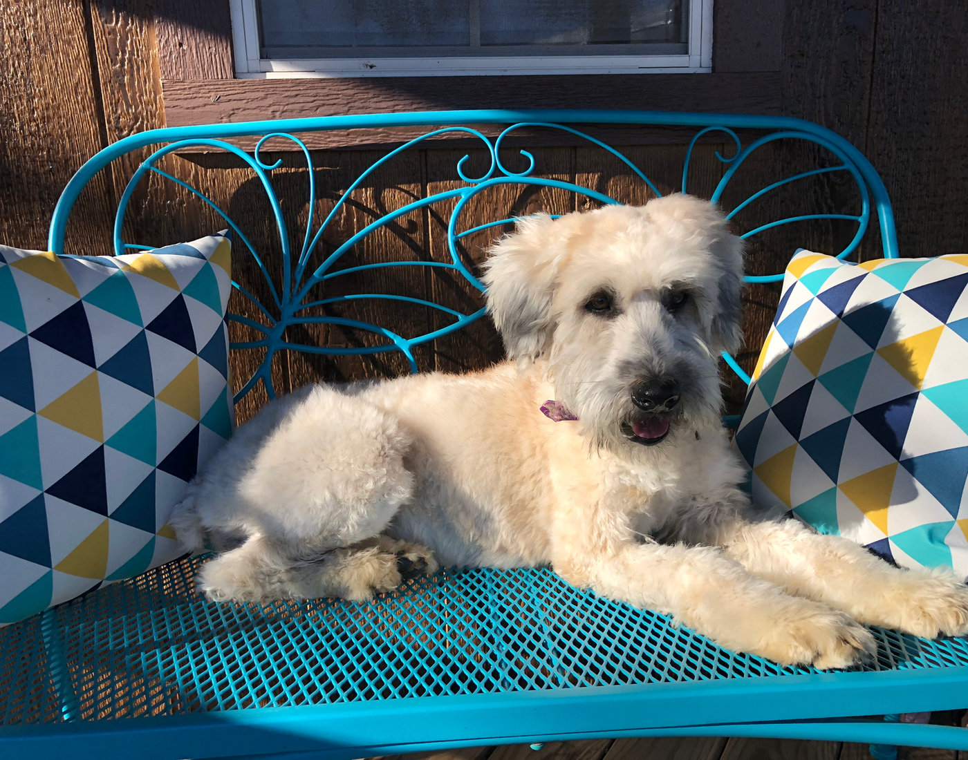 Willow relaxing on a blue garden bench