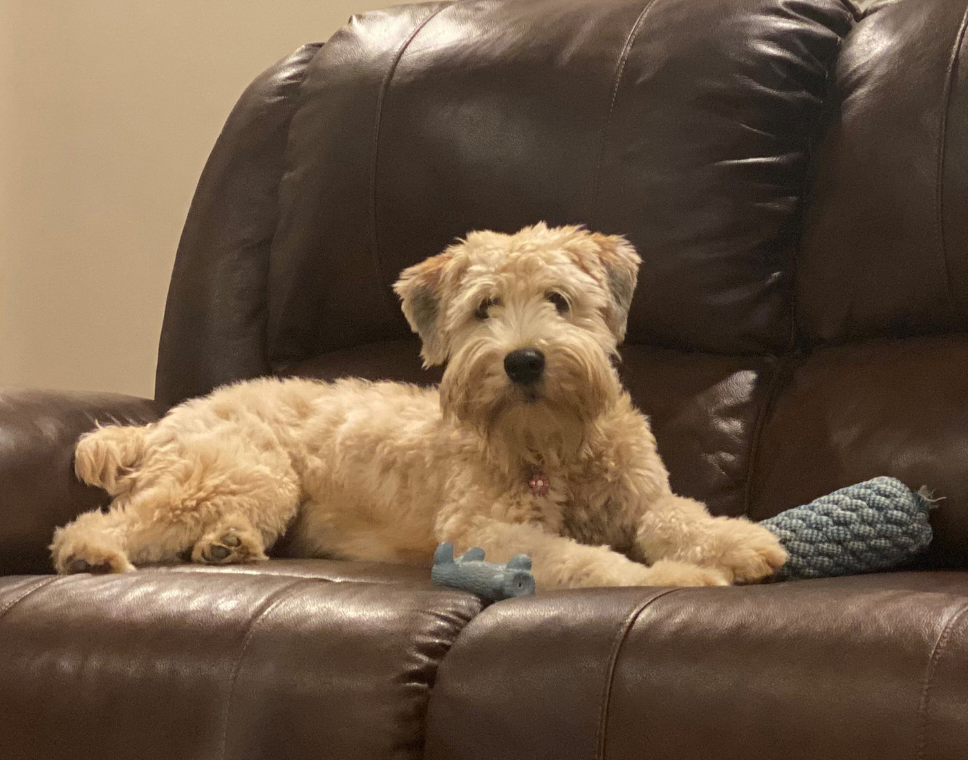 Palmer resting with a toy