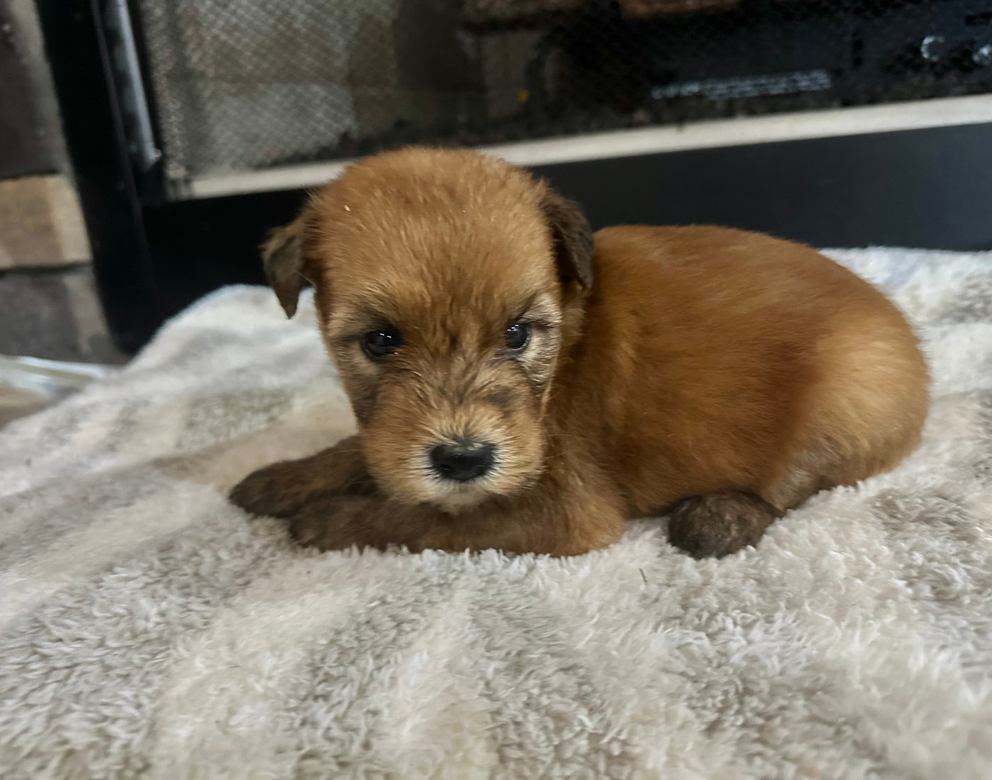 A young HoneyTree puppy nestled on a soft blanket