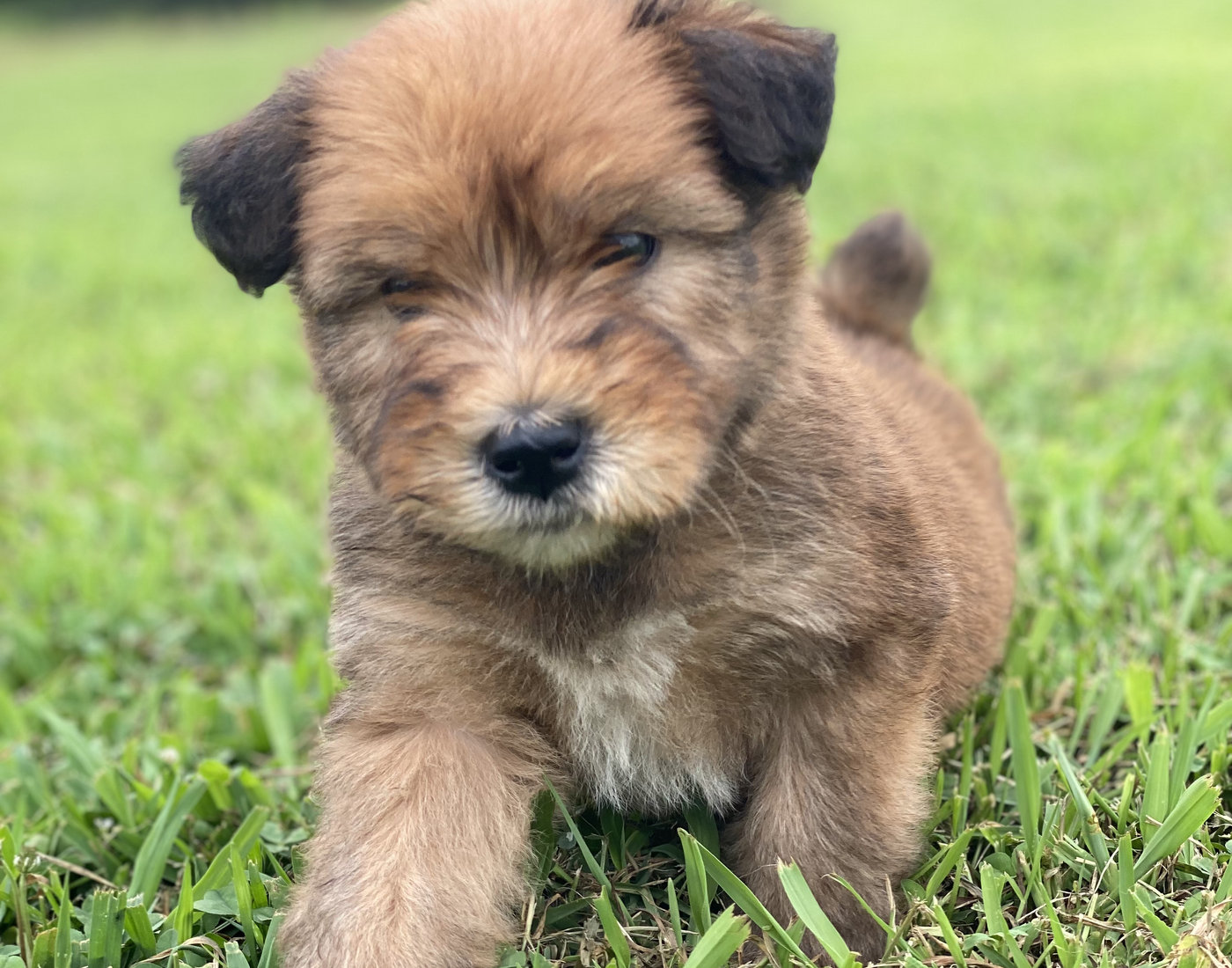 A HoneyTree Wheaten puppy in the grass